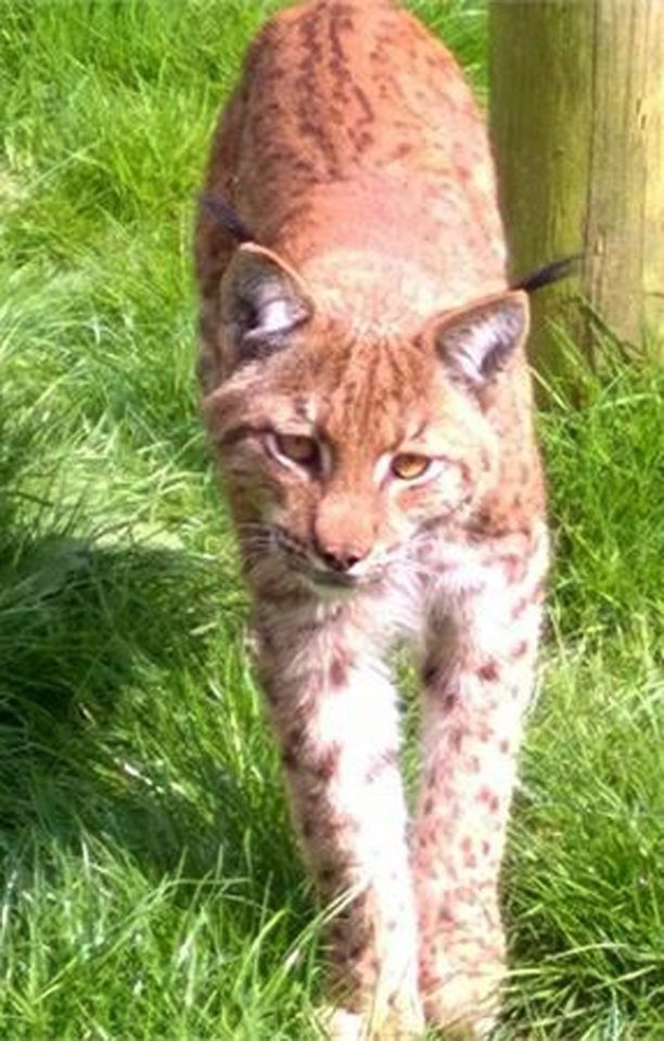 The wily Lynx has evaded search teams of up to 35 people for a whole week