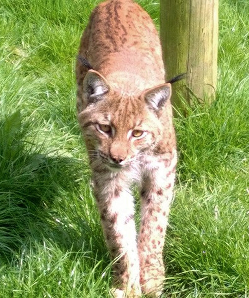  The missing lynx – pictured here before it dug its way out – is still on the run