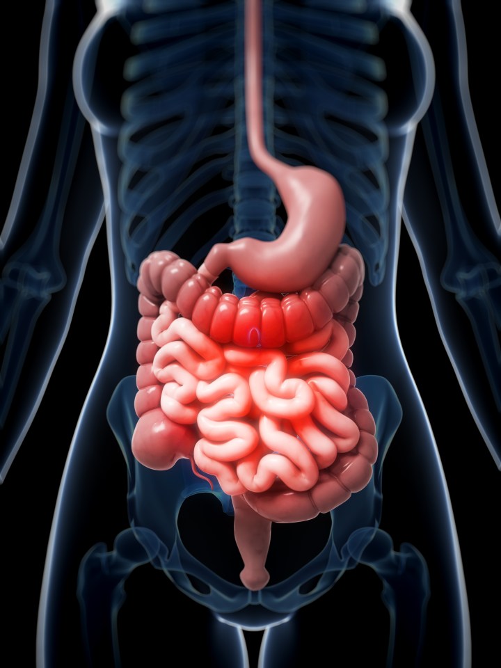 Human intestine pain, illustration