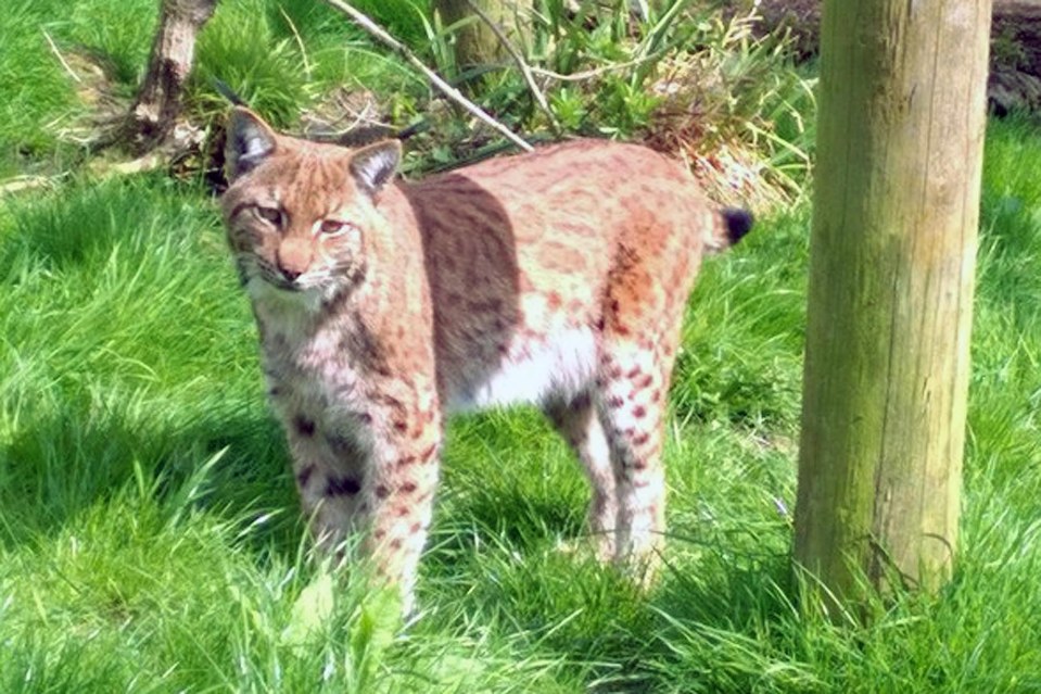 Lynx