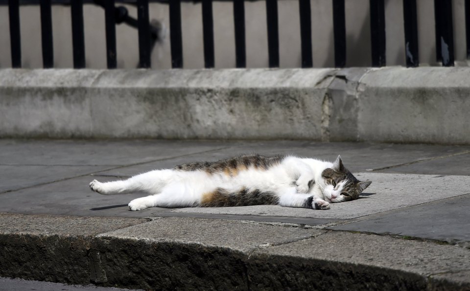  Larry the Downing Street cat lays on the pavement, in central London, in between prowling the corridors of the famous building