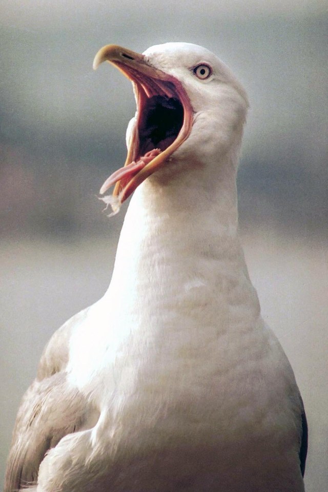  The seagull had lunged at her while she sat on the harbour wall eating an ice cream