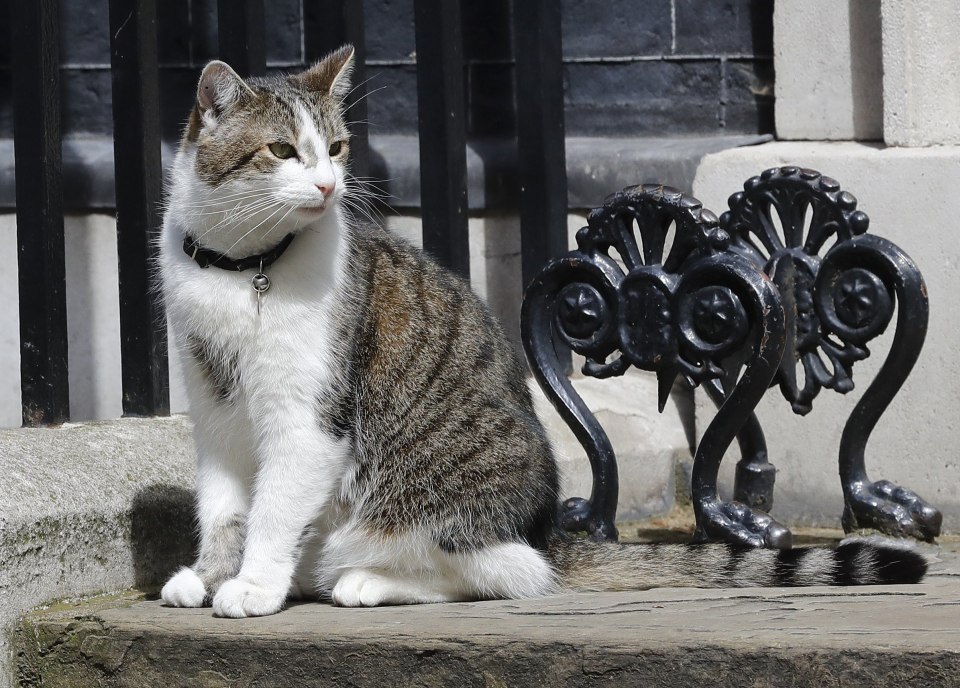  The animal was rescued from Battersea in 2011