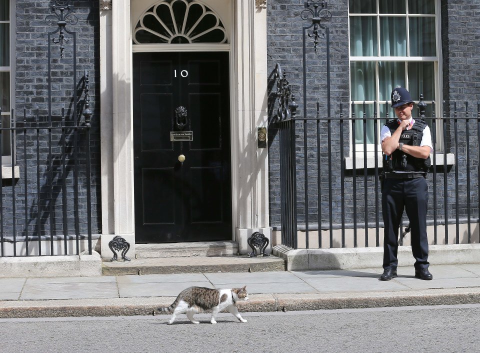  There had been rumours Cameron has never liked the cat