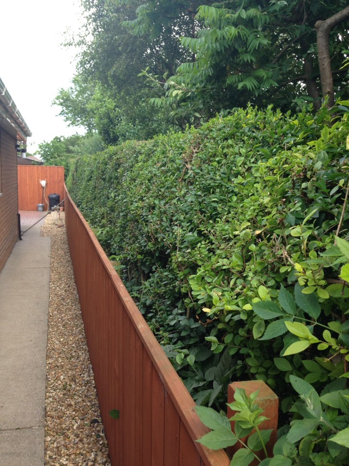  Secker clashed with Caster over the height of the bushy hedge separating their homes