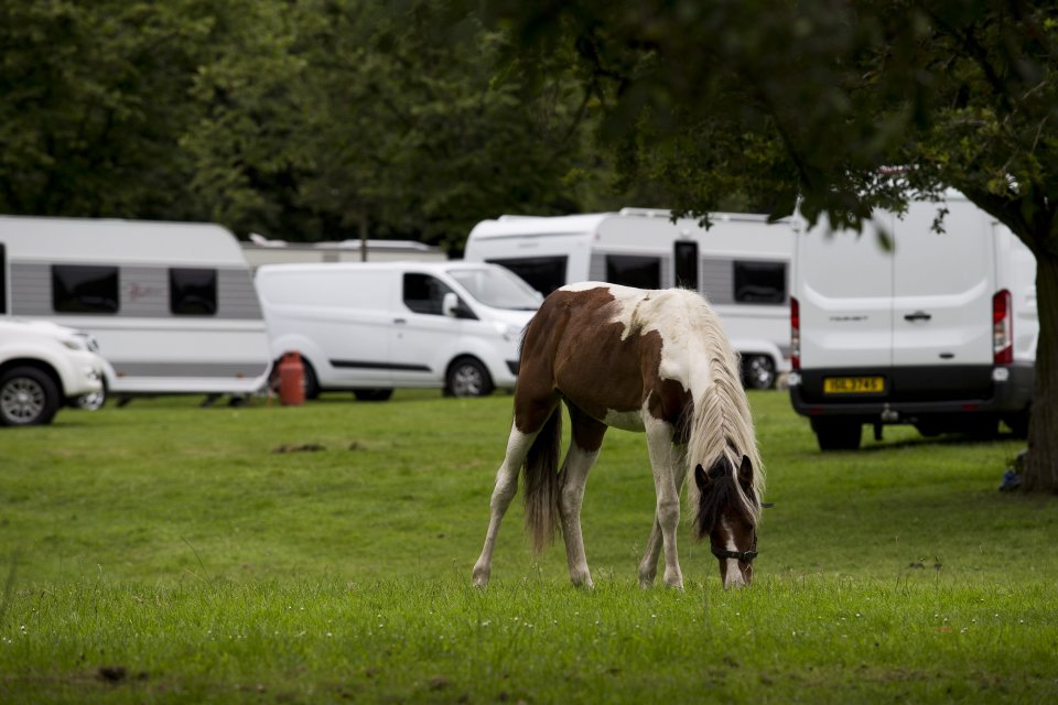  Unwanted NEIGH-bours... residents have called for the council and police to get involved