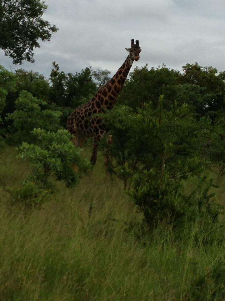  They also snapped giraffe on the safari as they enjoyed a luxury lifestyle