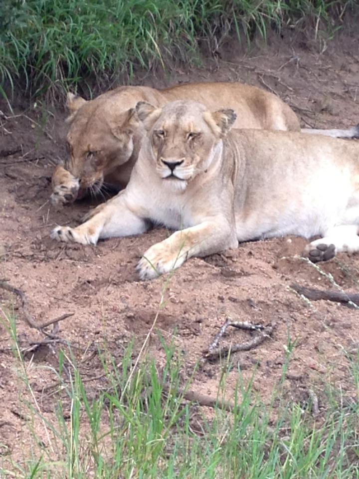  The boastful couple posted photos of lions after a luxury safari holiday in Kenya