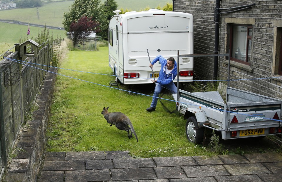  I wallaby free... Billy evades capture