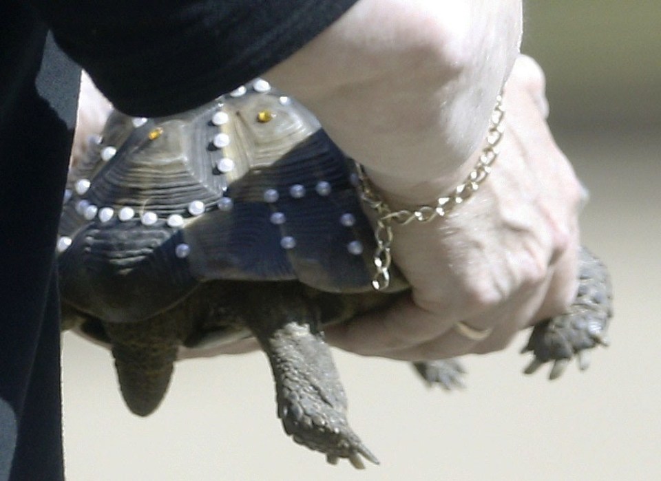  A diamond-studded tortoise also had his five minutes of fame