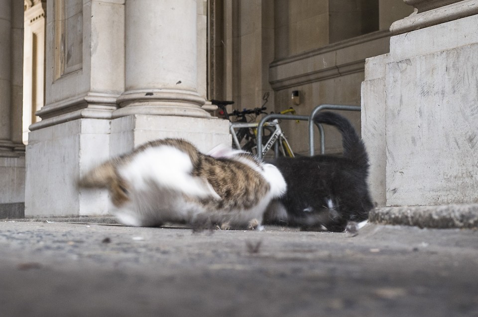  Claws out ... the miffed moggies let fly after stand-off breaks down