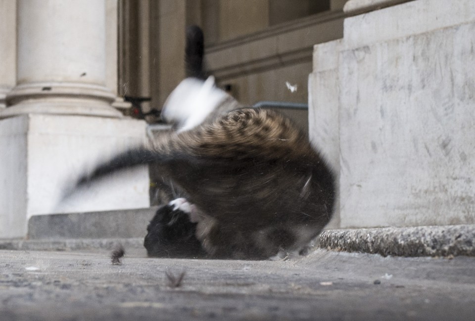  Cat scrap ... the two animals collide in a ball of furious fur in effort to get the upper hand