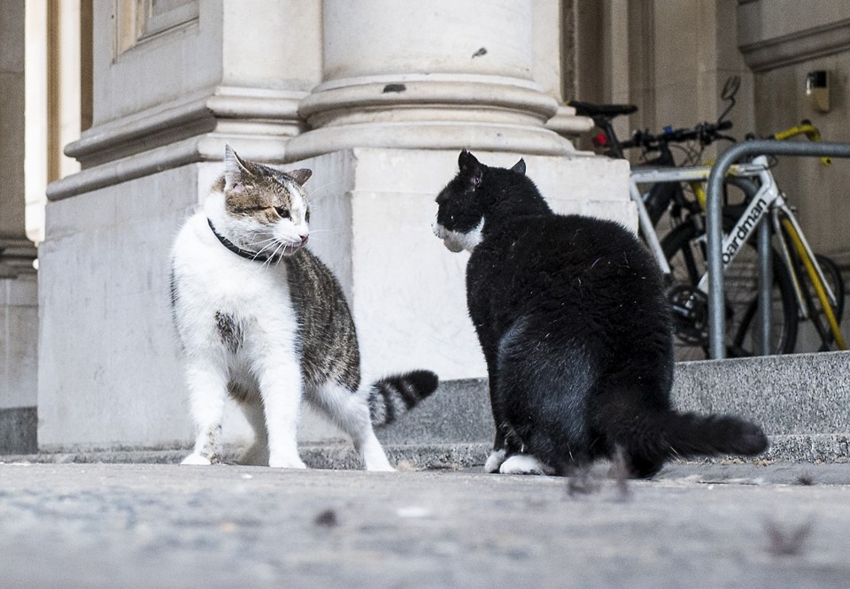  Fur crazy ... the two moody moggies prepare to scrap