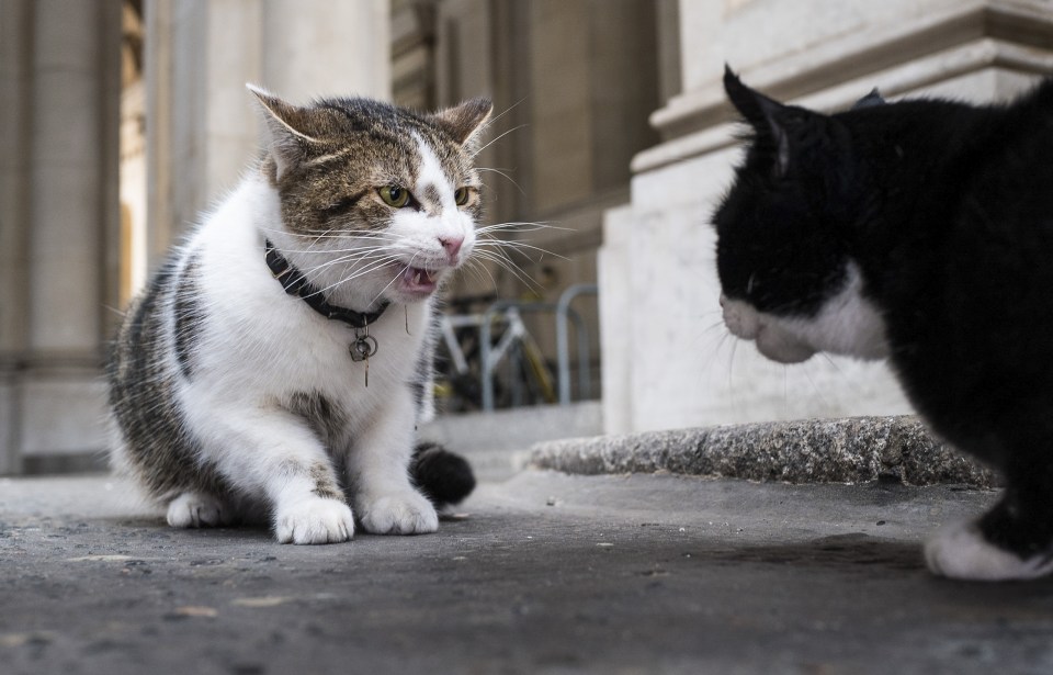  Paw-to-paw combat ... Palmerston and rival Larry have had several cat fights in the last few weeks