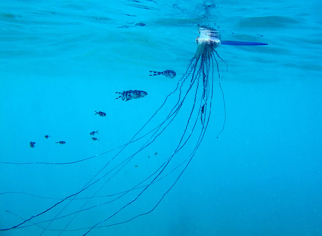  The jellyfish's tentacles can extend as far as 160ft - the length of five London buses