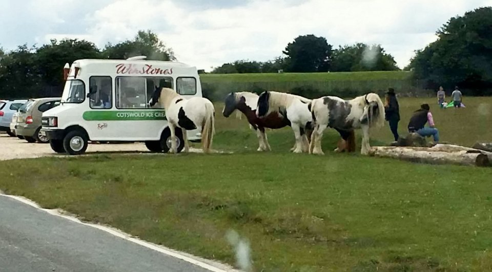  The horses were hoping for a icy treat to help cool them down during the hot weather