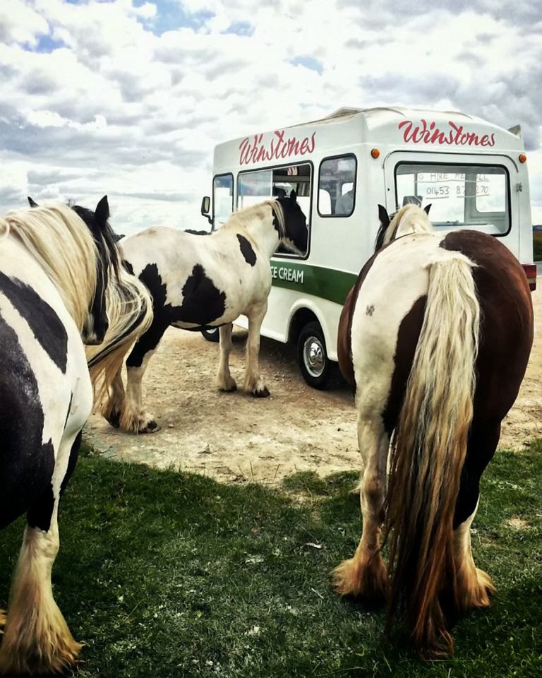  Horses queued up for ice cream at a van in Gloucestershire at the weekend