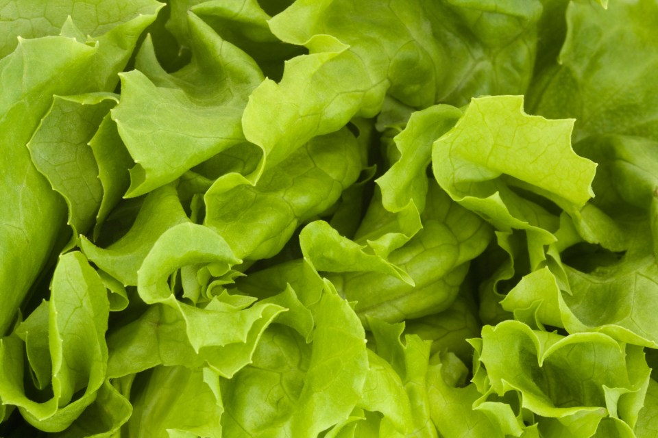  Infected salad leaves may be responsible for the current outbreak, which PHE is investigating