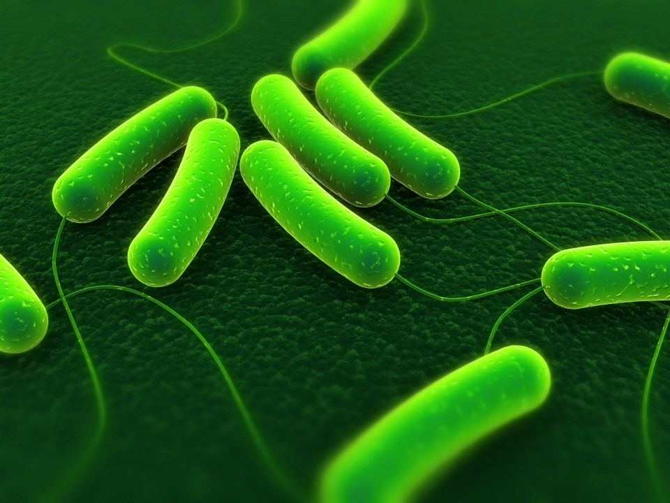  The bacteria which cause E. coli can leave infected sufferers with bloody diarrhoea and stomach cramps