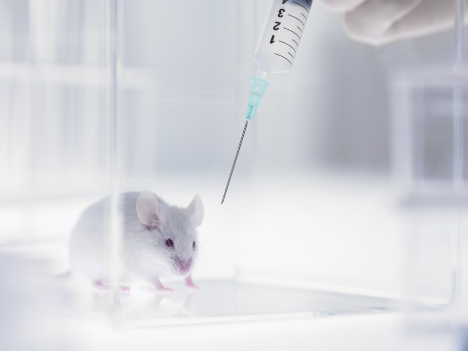  Discovery was made after scientists carried out tests on mice