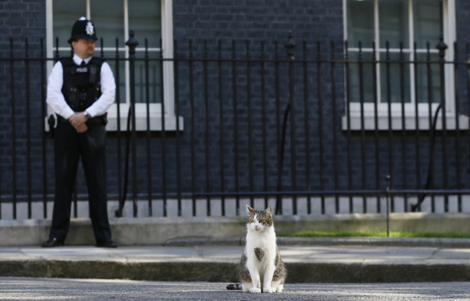  Larry the cat is part of the furniture in Downing Street