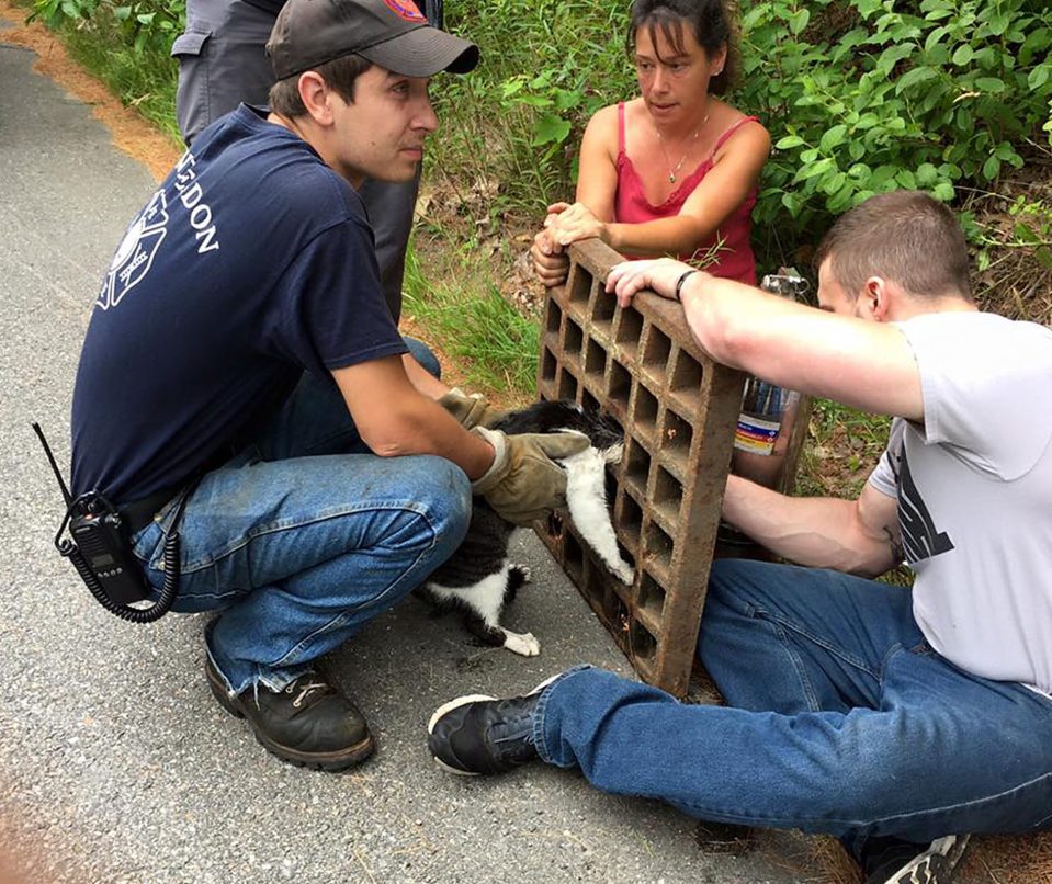  The grate escape ...  fire marshals remove the drain and use soap to dislodge the kitten