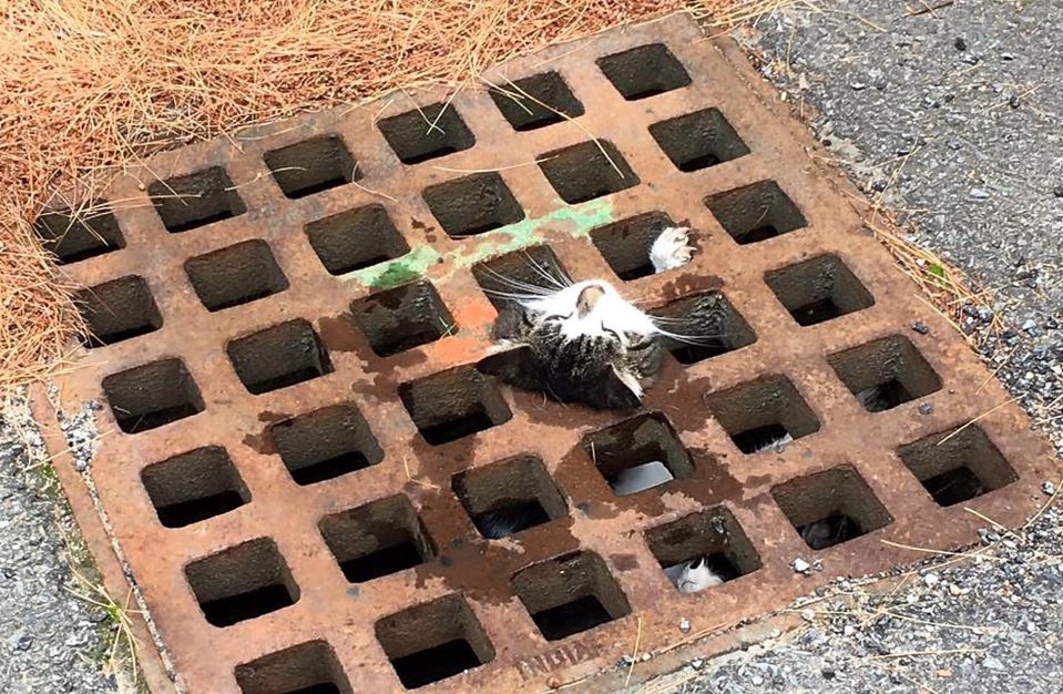  Hang in there ... poor kitty was barely breathing when found hanging from the drain