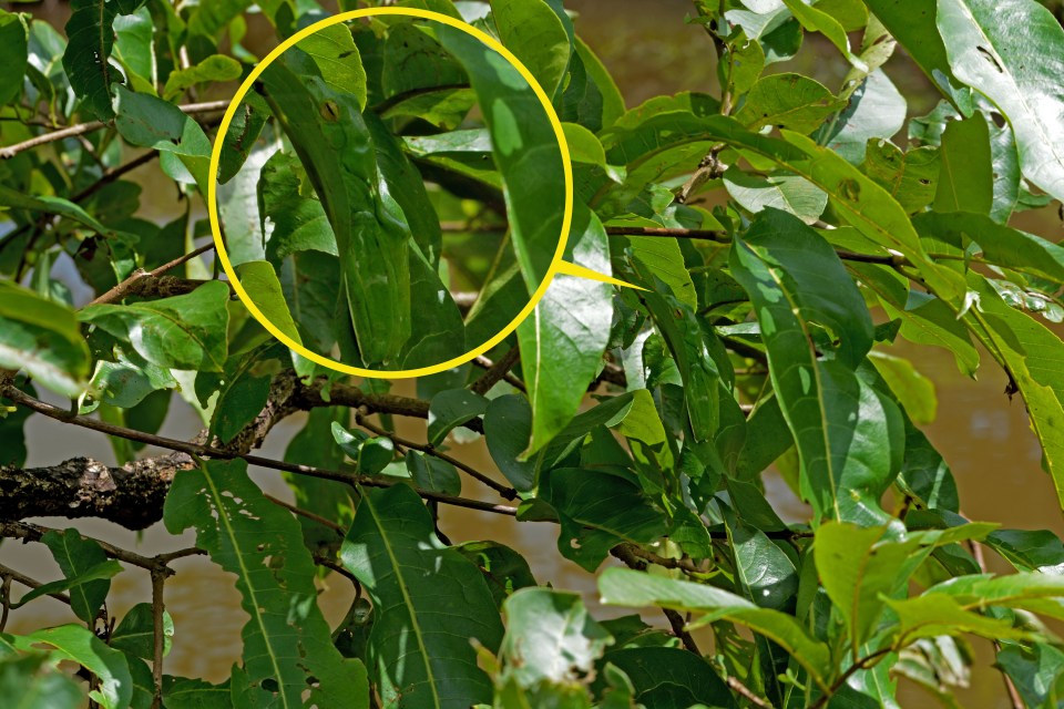  The camouflaged animal is a Malabar flying frog... Did you get it right?