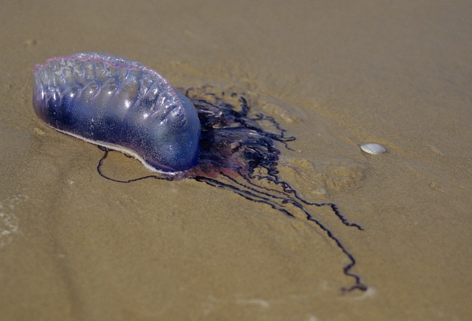  Increasing numbers of the deadly Portuguese man o' war are reaching British shores