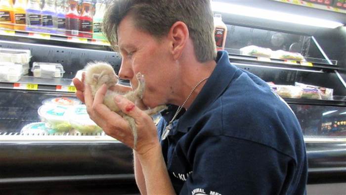 Kittens trapped in freezer