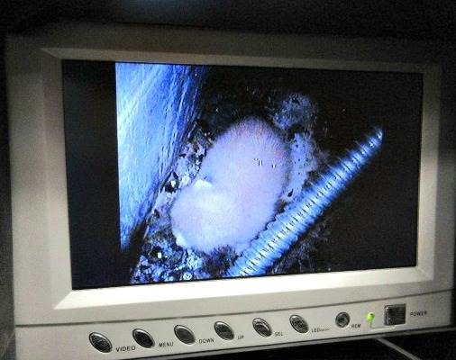 Kittens trapped in freezer