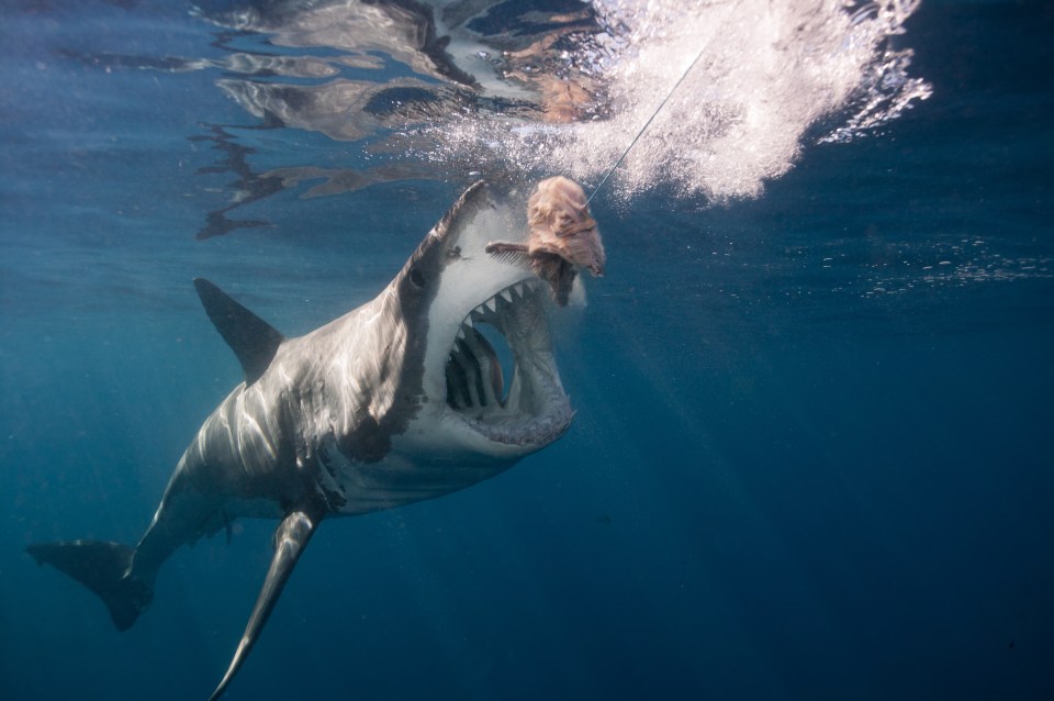  The pretender to Deep Blue's throne, which Stephen snapped, lunges for a piece of bait