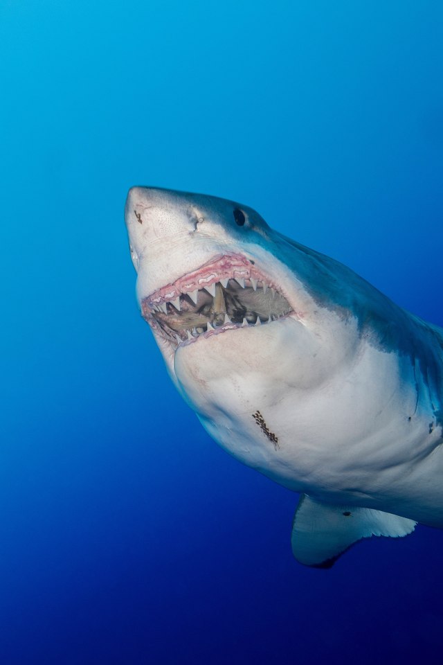  The great white shark could possibly measure longer than 20ft