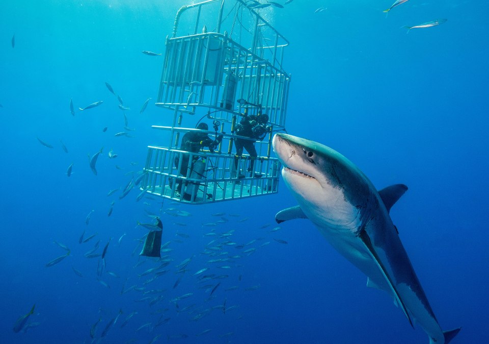  Stephen managed to snap the huge underwater beast in Mexico