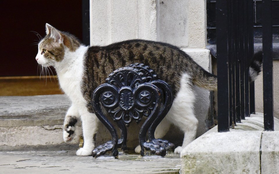  Larry was spotted limping yesterday after hurting his right paw