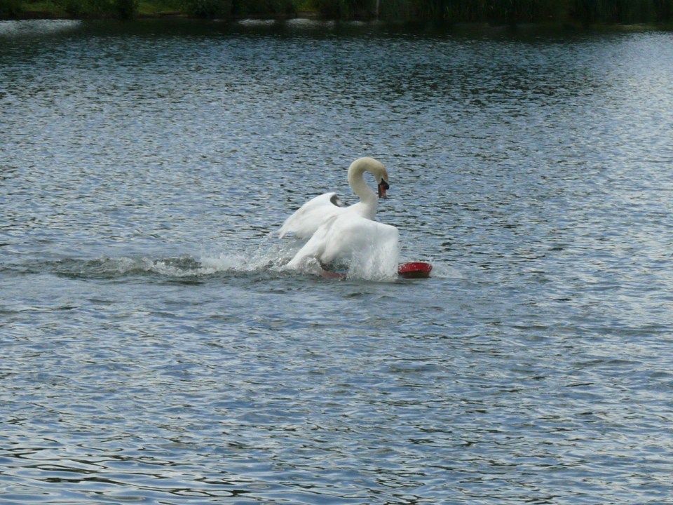  The swan tries to push the boat, which belongs to the Gipping Valley Model Boat Club, down under the water