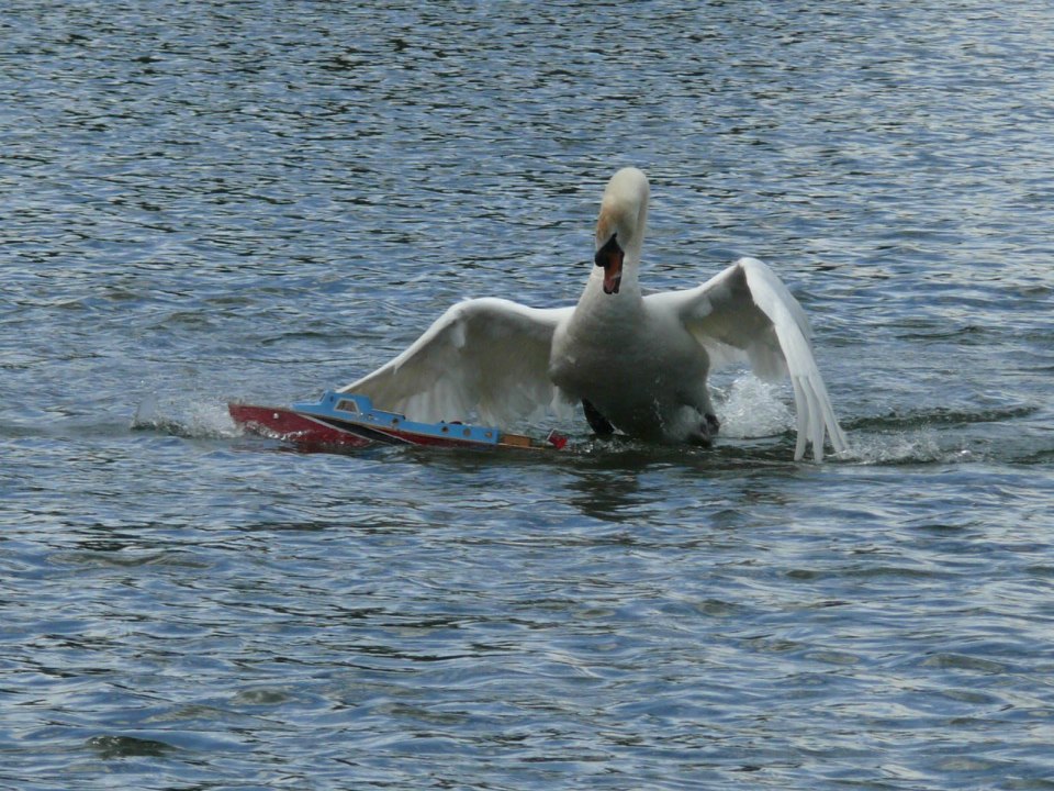  The thug swan will attack the boats even if they come nowhere near him