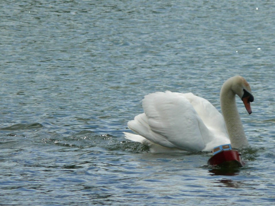  Concerned locals have even written to the Queen about the swan, which has taken a dislike to boats - even those with motors