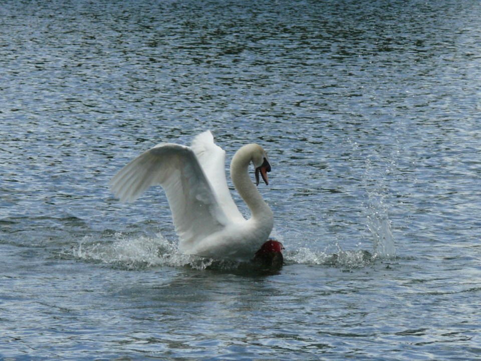  The swan has four cygnets on the lake, which is believed to have made it more aggressive