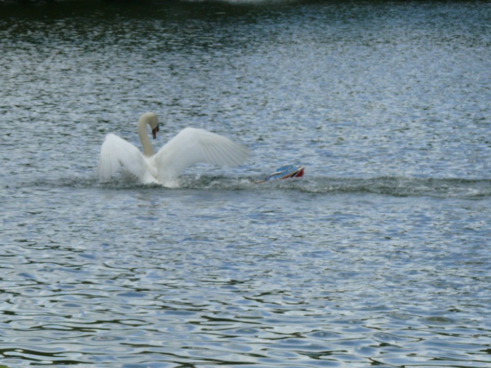  The bird goes after the boats, causing thousands of pounds worth of damage