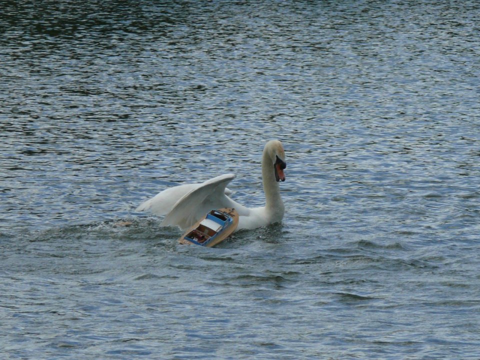  The swan has continued on his reign of terror on the stretch of water at the Needham Lake