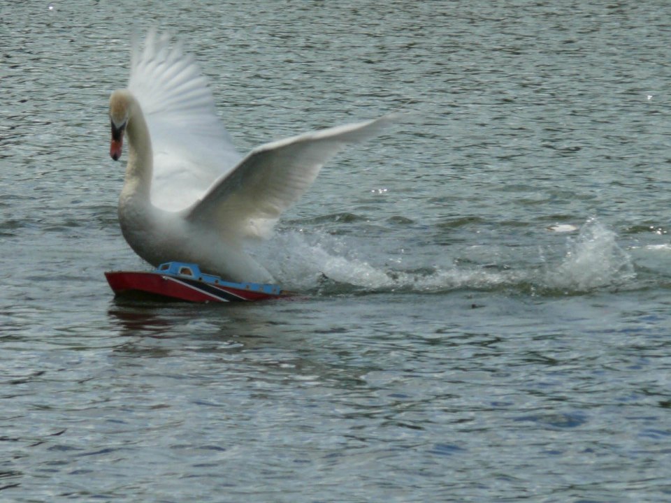  The thug swan does not hesitate in attacking the boat, with eight damaged boats now under his wing