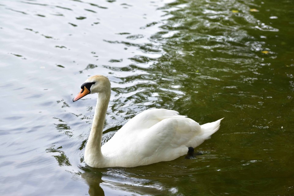  A Mid Suffolk council spokesman said they were aware of the swan but said he was no longer acting aggressively