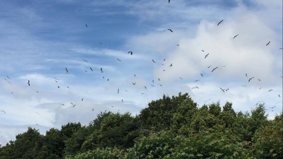 Seagulls swarm over Milton Keynes in Buckinghamshire