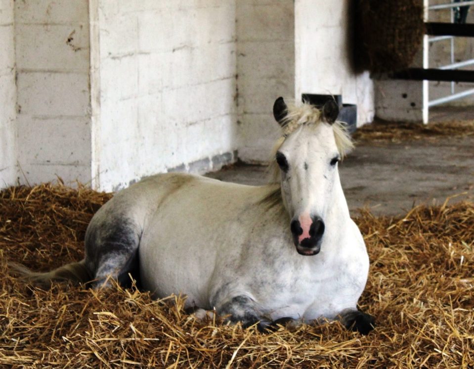  Stable condition ... Beatty's eyes are easily damaged by UV rays and flies