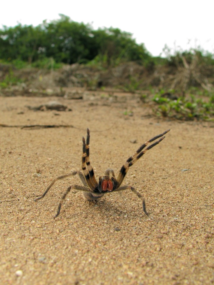  The spider can be identified by the distinctive dance it performs before it lunges for its prey