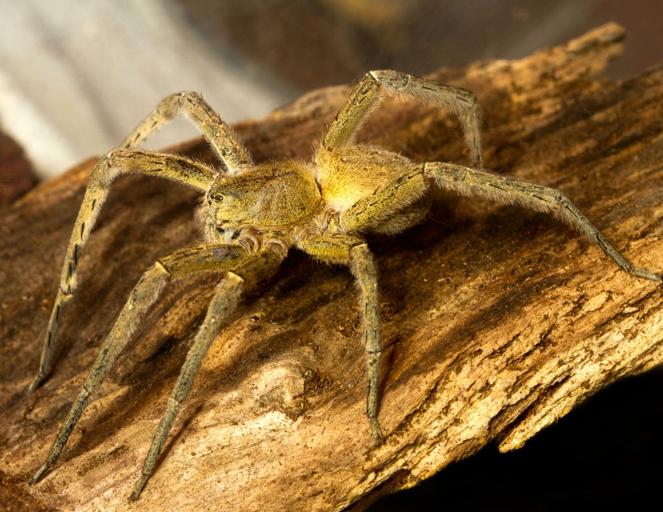  The arachnid, which originates in Brazil, officially has the world's most deadly spider venom