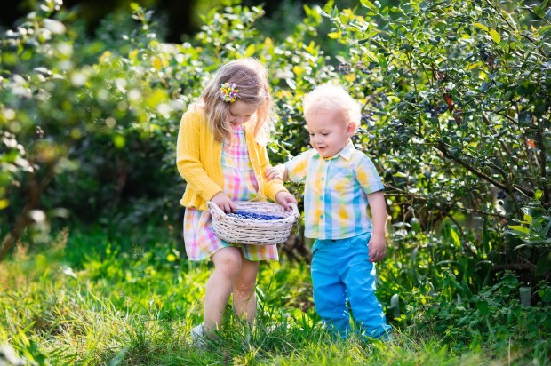 Kids picking blueberry