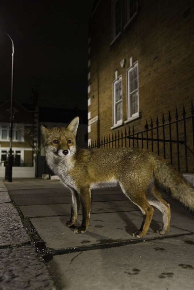  Foxes were identified as a London pest