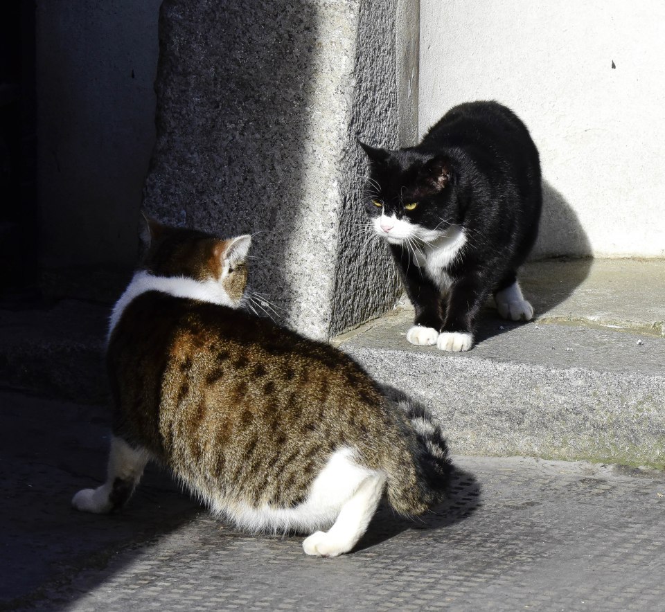  Larry the Downing Street cat (left) and Palmerston (right) are engaged in a turf war which Palmerston seems to be winning